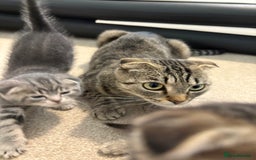 Scottish Fold cats for sale: Beautiful Scottish food for sale  - Image 11