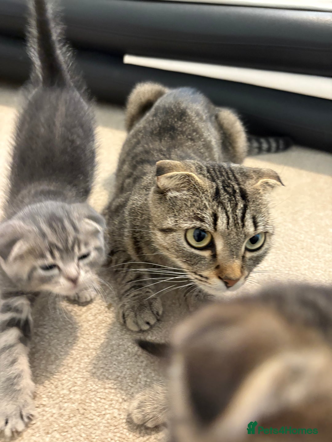Scottish Fold cats for sale: Beautiful Scottish food for sale  - Image 11