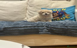 Maltipoo dogs for sale: 8 Week Maltipoo Puppy - Image 5