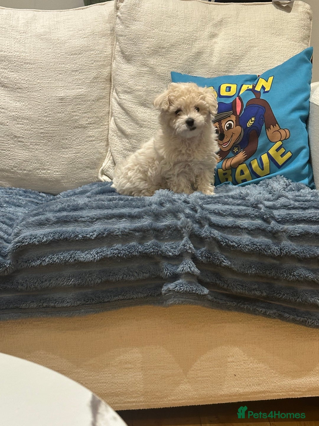 Maltipoo dogs for sale: 8 Week Maltipoo Puppy - Image 5