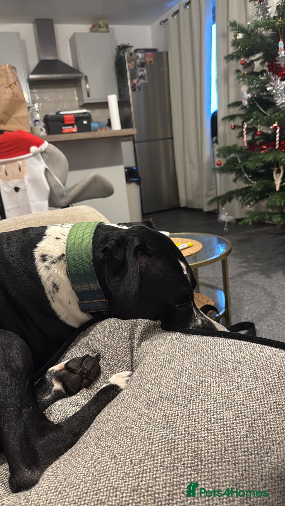 Mixed Breed dogs for sale: Zeus - Dalmatian X - Advert 2