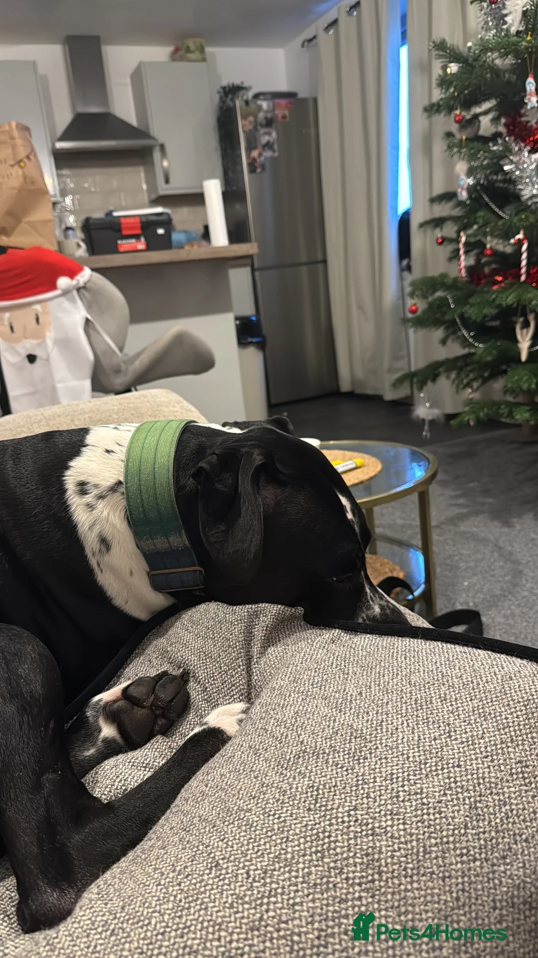 Mixed Breed dogs for sale: Zeus - Dalmatian X - Advert 2