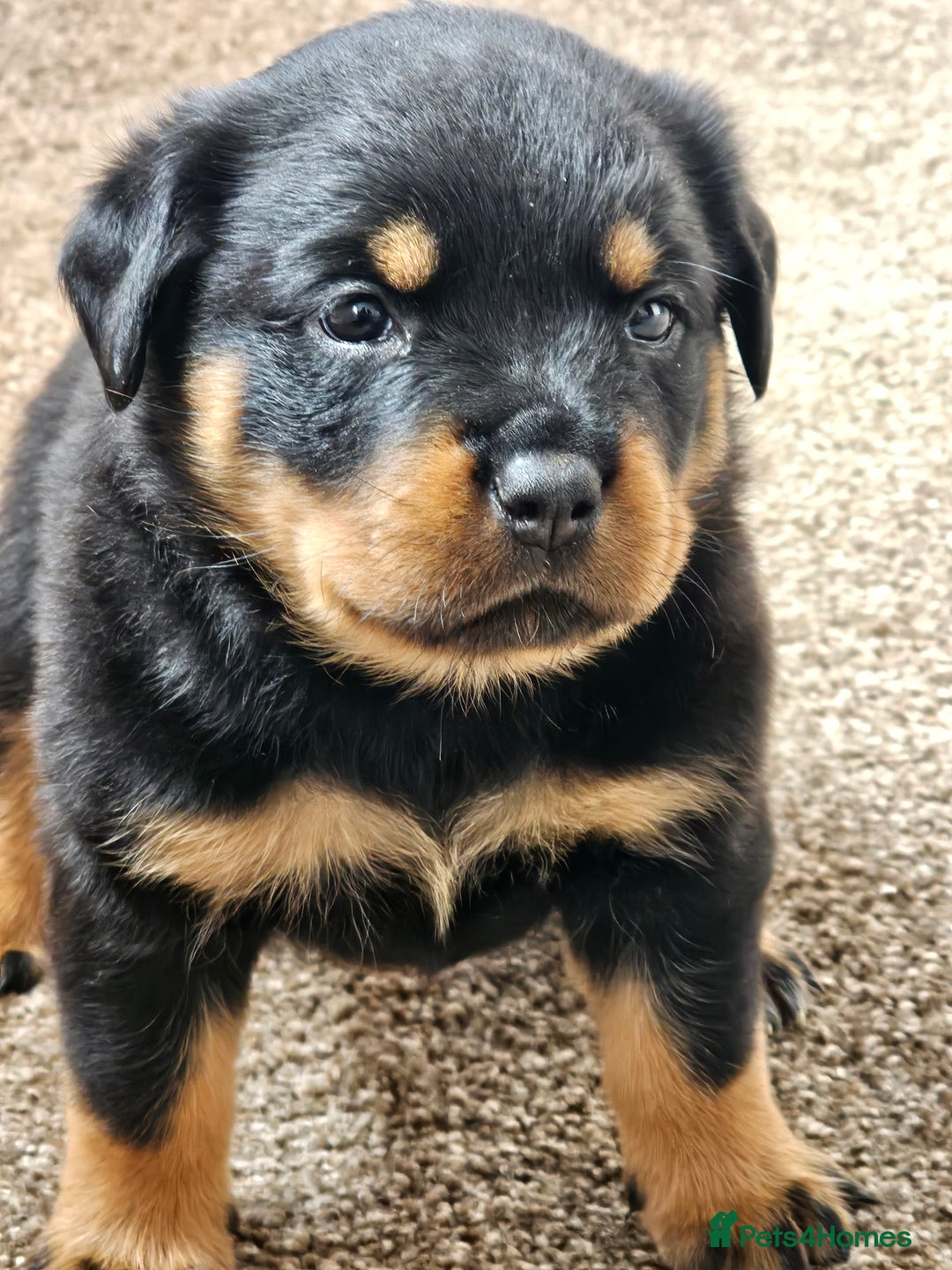 Rottweiler dogs for sale: Pure breed Rottweiler  - Image 19