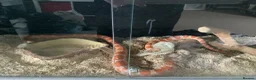 Corn Snake reptiles for sale: Female corn snake  in Milton Keynes - Advert 1