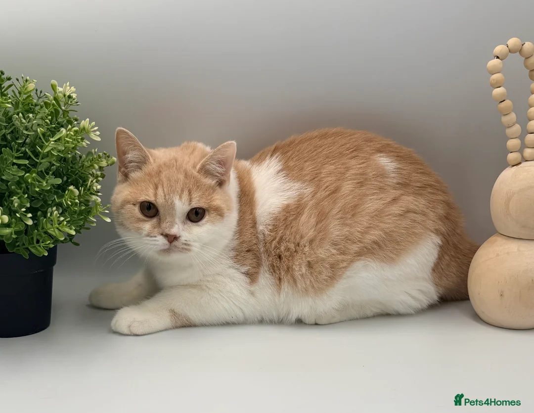 British Shorthair cats for sale: PEDIGREE REGISTERED CHUNKY BRITISH SHORTHAIRS - Advert 8