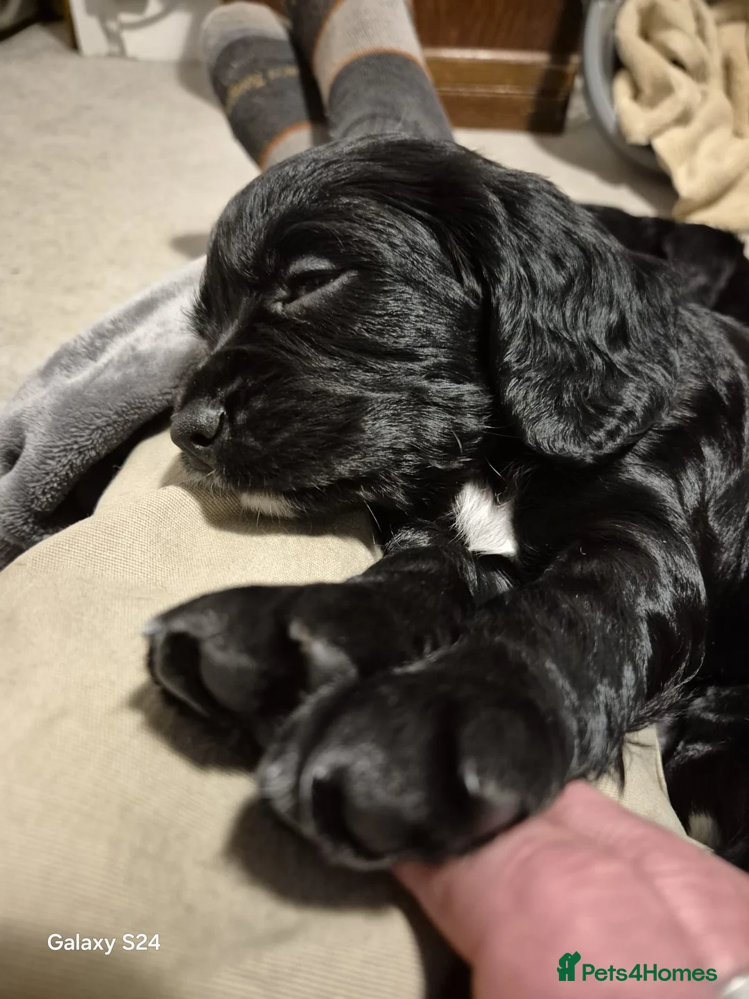 Cocker Spaniel dogs for sale: Working cocker spaniels - Advert 19