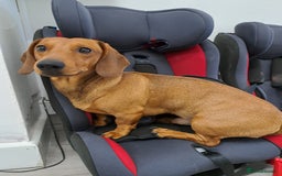 Dachshund dogs for stud: Gorgeous standard red Dachshund for stud in Slough - Image 1