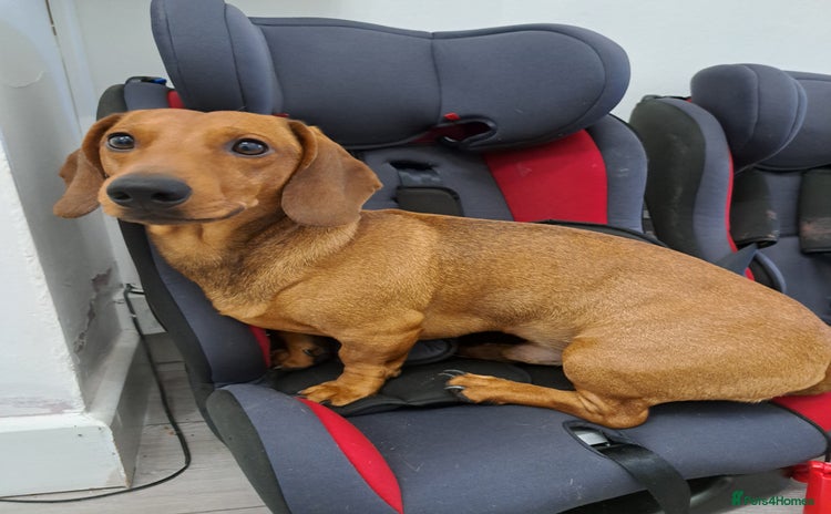 Dachshund dogs for stud in Slough - Advert 1