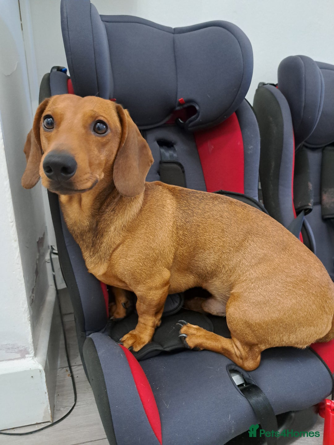 Dachshund dogs for stud: Gorgeous standard red Dachshund for stud in Slough - Image 1