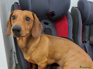 Dachshund dogs in Slough - Advert 31