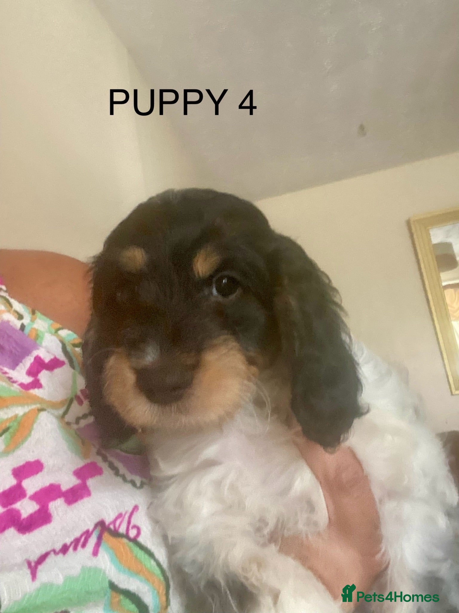 Cockapoo dogs Cockerpoo pups  - Advert 1