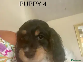 Cockapoo dogs Cockerpoo pups - Advert 1