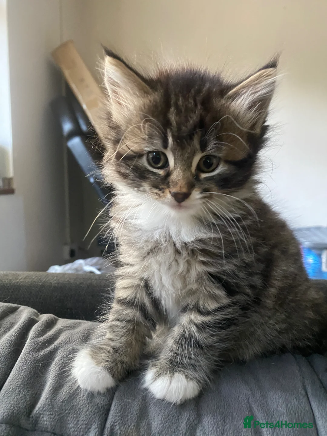 Bengal cats for sale: Baby Bengals READY NOW  - Advert 1