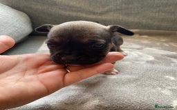 Mixed Breed dogs for sale: French bulldog x Staffordshire bull terrier - Image 8