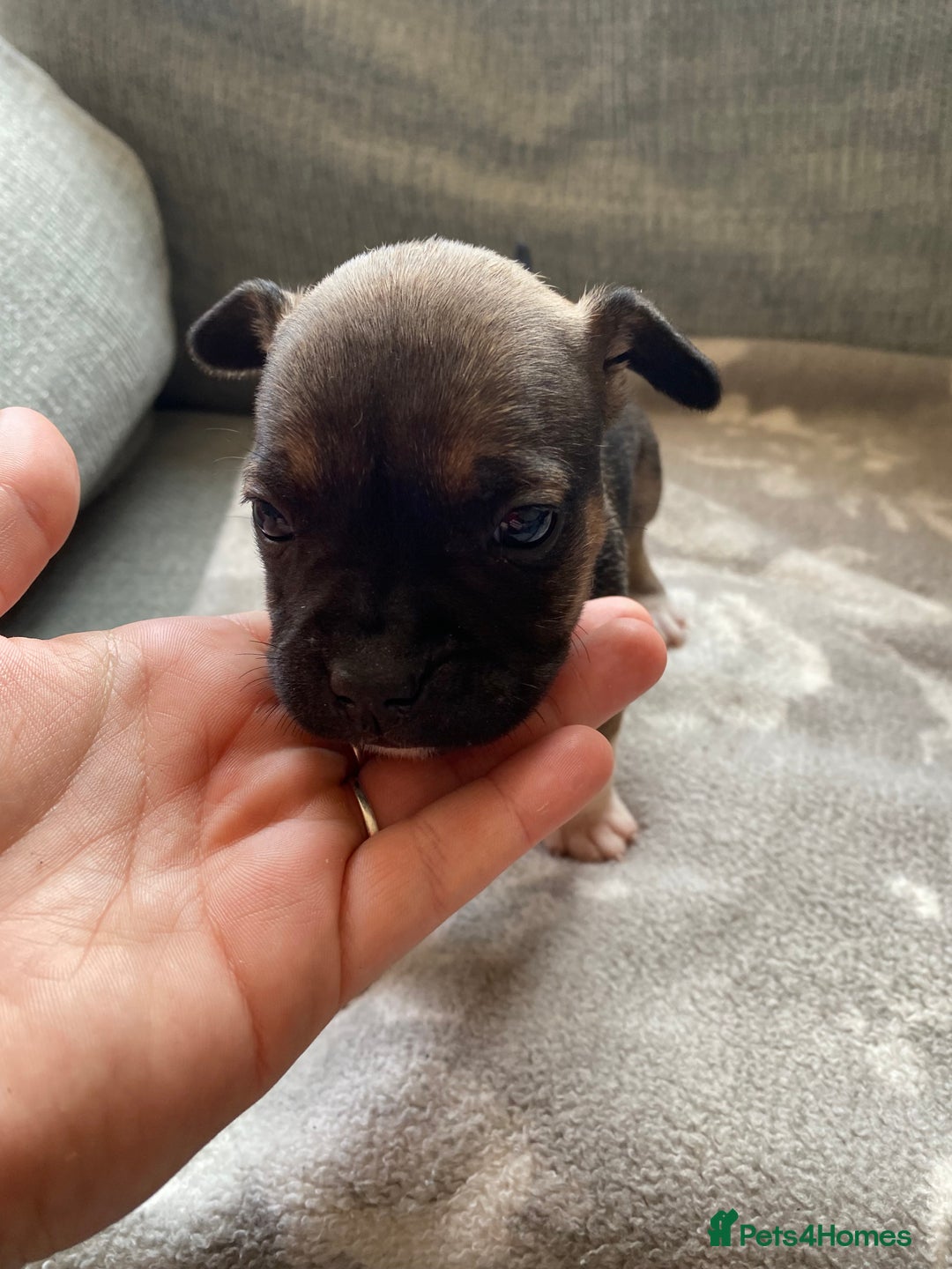 Mixed Breed dogs for sale: French bulldog x Staffordshire bull terrier - Image 8