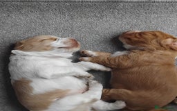 Cocker Spaniel dogs for sale: Cocka pups ready for new home - Image 9