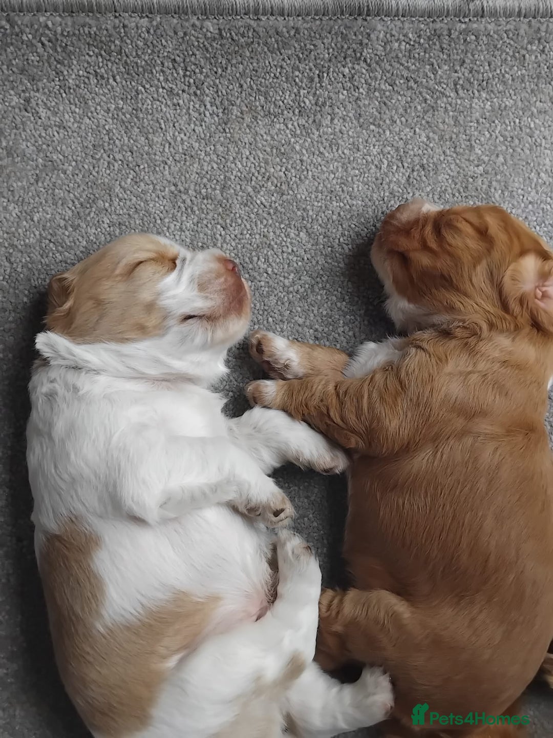 Cocker Spaniel dogs for sale: Cocka pups ready for new home - Image 9