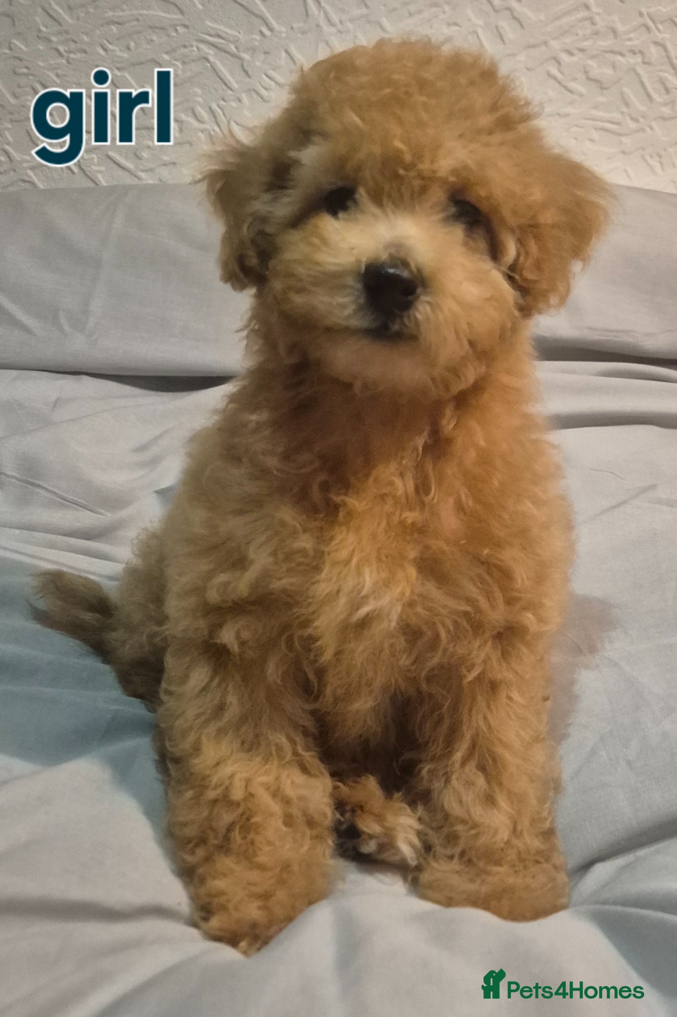 Poochon dogs Poochon - Advert 1