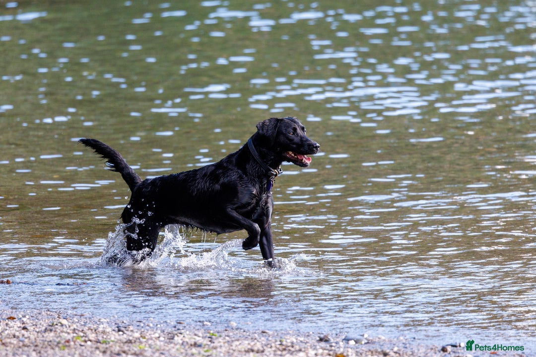 Labrador Retriever dogs for sale: KC registered yellow Labradors. Ready from 23 Dec - Advert 7