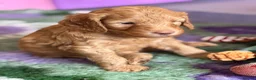 Australian Labradoodle dogs for sale: Fantastic breeding! Canadian & Australian lines - Advert 7