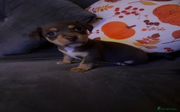 Jack Russell dogs for sale: Jack Russell puppies for sale  - Image 1