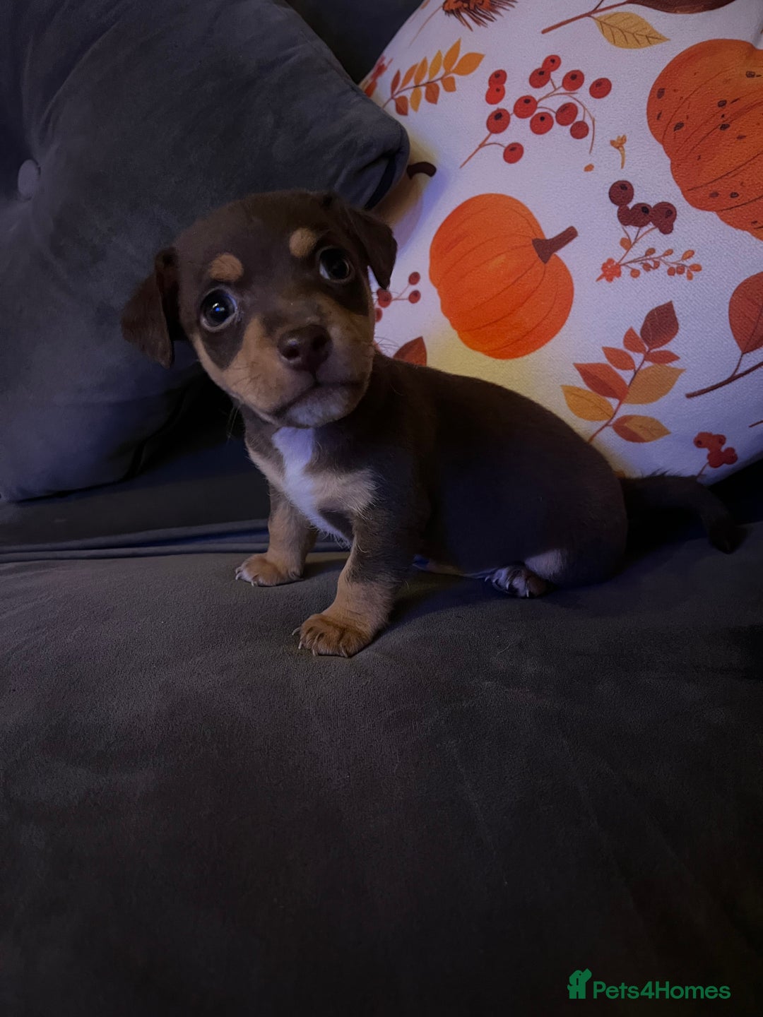 Jack Russell dogs for sale: Jack Russell puppies for sale  - Image 1