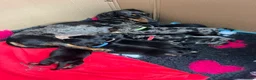Miniature Dachshund dogs for sale: 3 beautiful miniature dachshund girls  in Chesterfield - Advert 4
