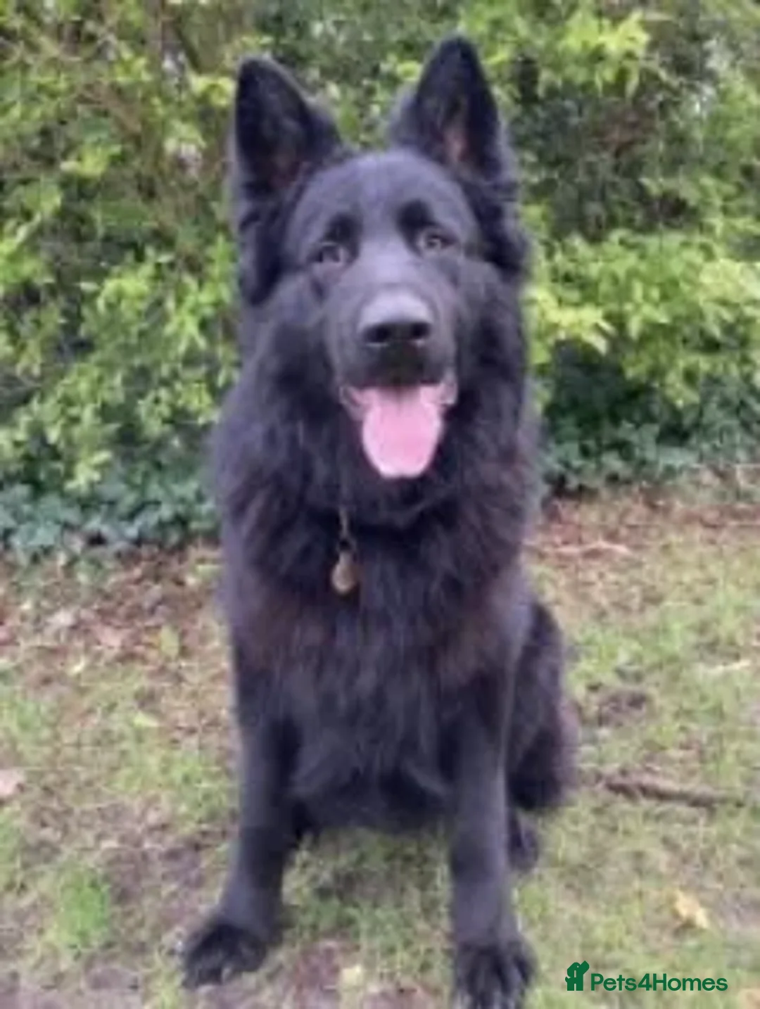 German Shepherd dogs for sale: Well socialised KC puppies, health tested parents - Advert 7