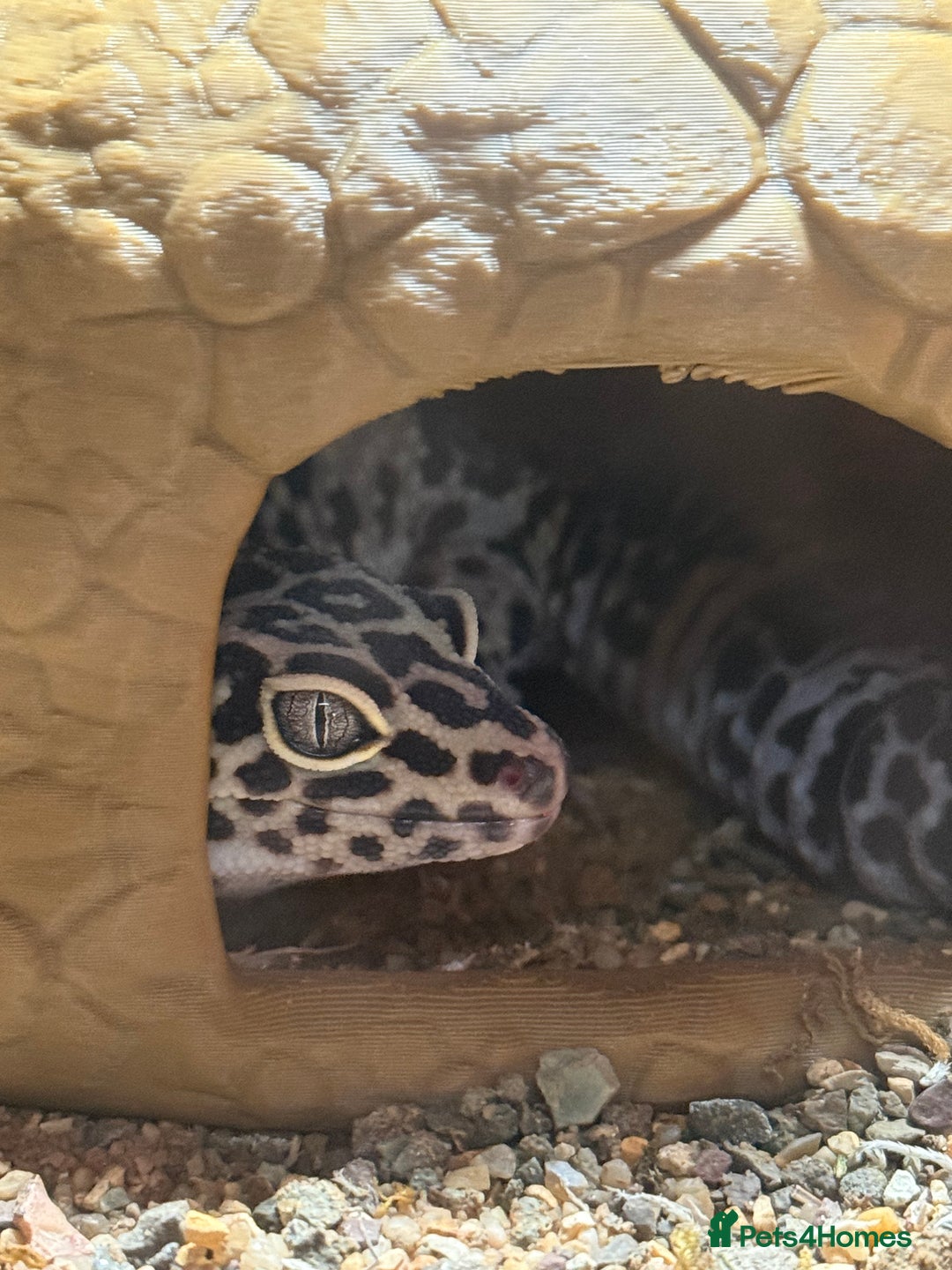 Leopard Gecko reptiles for sale: Leopard Gecko  - Advert 6
