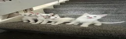 Mixed Breed cats for sale: Half Ragdoll and tabby kittens available - Advert 5