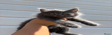 Mixed Breed 3