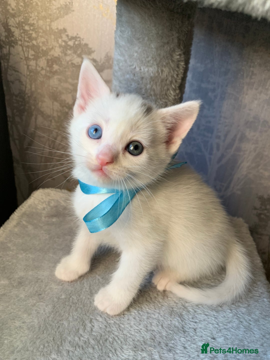 Mixed Breed cats for sale: Beautiful Mixed Angora Kittens - Advert 9