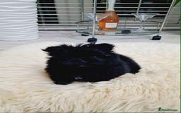 Mixed Breed dogs for sale: Maltipom  girl  - Advert 2