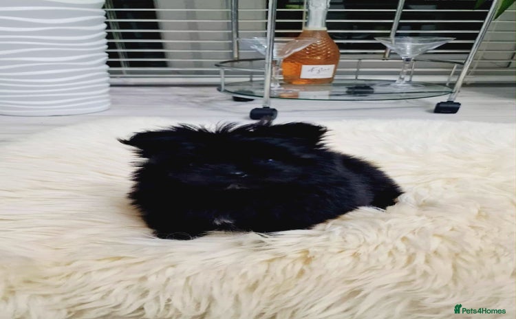 Mixed Breed dogs Maltipom  girl  - Advert 2