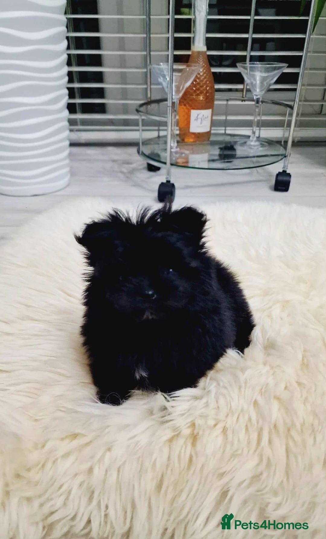 Mixed Breed dogs for sale: Maltipom  girl  - Advert 2