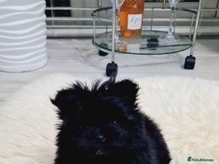 Mixed Breed dogs Maltipom girl - Advert 1