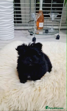 Mixed Breed dogs Maltipom girl - Advert 1