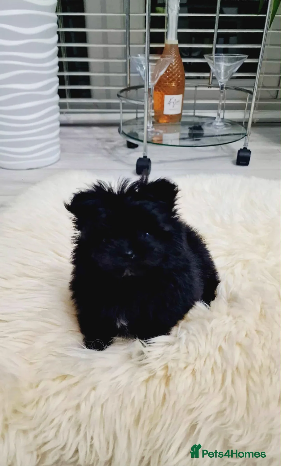 Mixed Breed dogs for sale: Maltipom - Advert 3