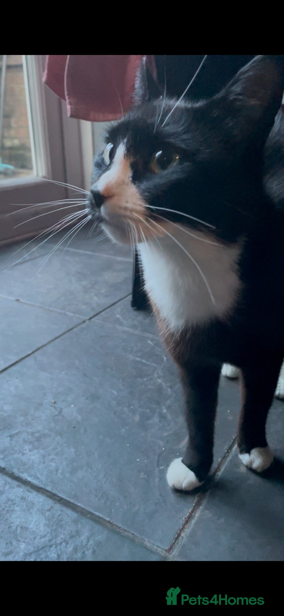 Mixed Breed cats Mix breed tuxedo cats both male  - Advert 2