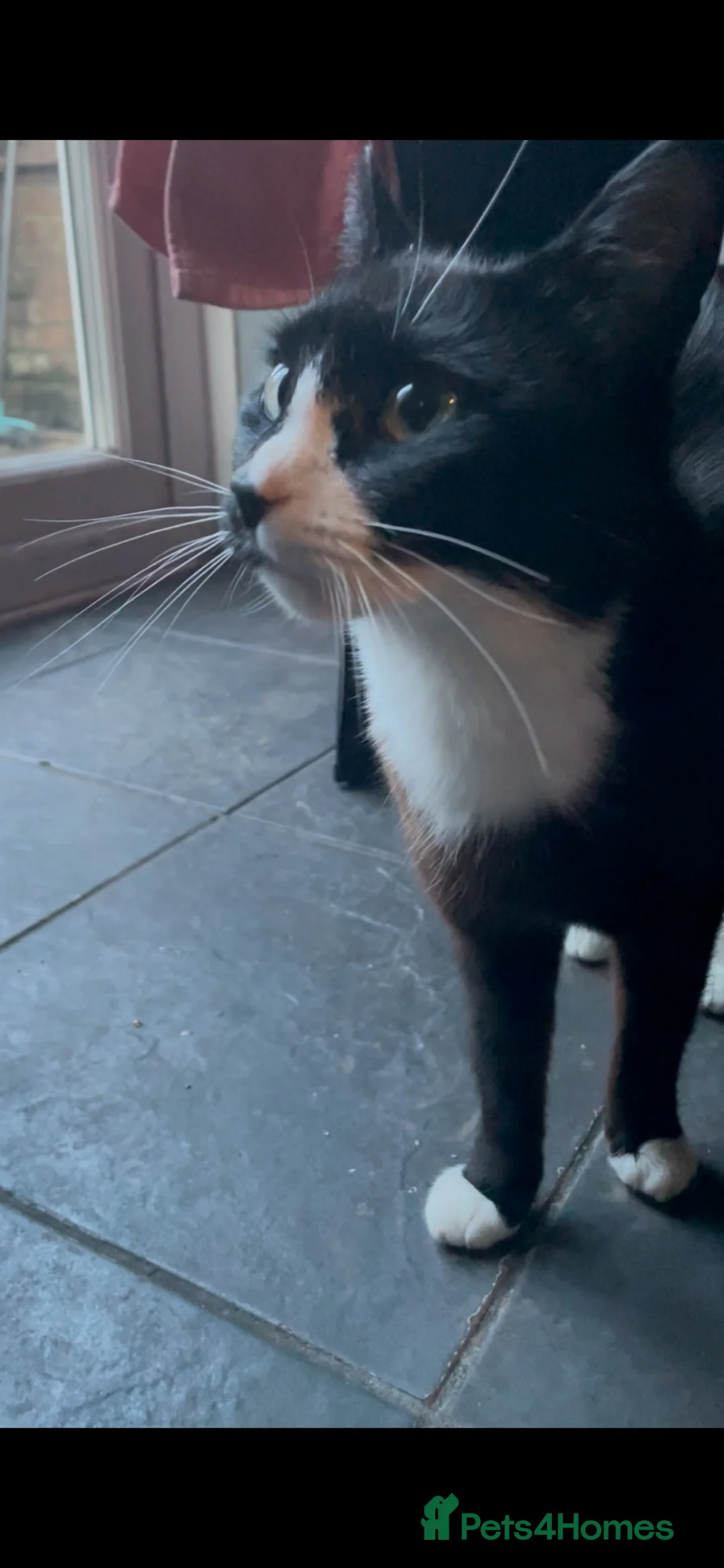 Mixed Breed cats for sale: Mix breed tuxedo cats both male  - Advert 1