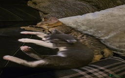 Mixed Breed cats for sale: 2 beautiful female kittens  - Image 1