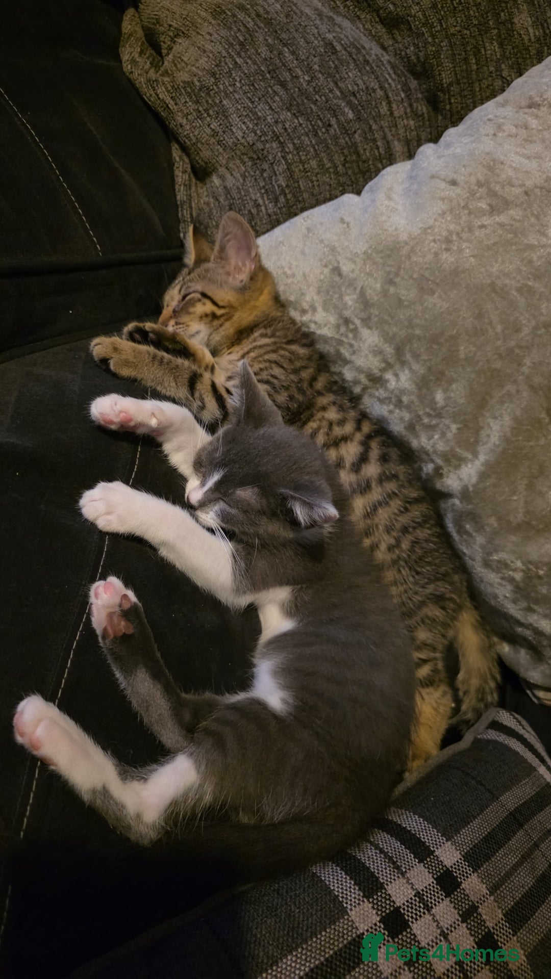 Mixed Breed cats for sale: 2 beautiful female kittens  - Image 1