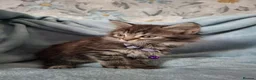 Mixed Breed cats for sale: 3x Beautiful maincoone cross kittens - Advert 32