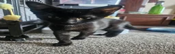 Bengal cats for sale: Last female left - Advert 4
