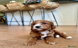 Cavapoo dogs for sale: Gorgeous Cavapoo puppies from family home  - Image 2