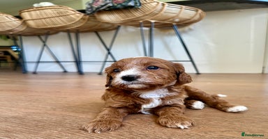 Cavapoo dogs - Advert 12