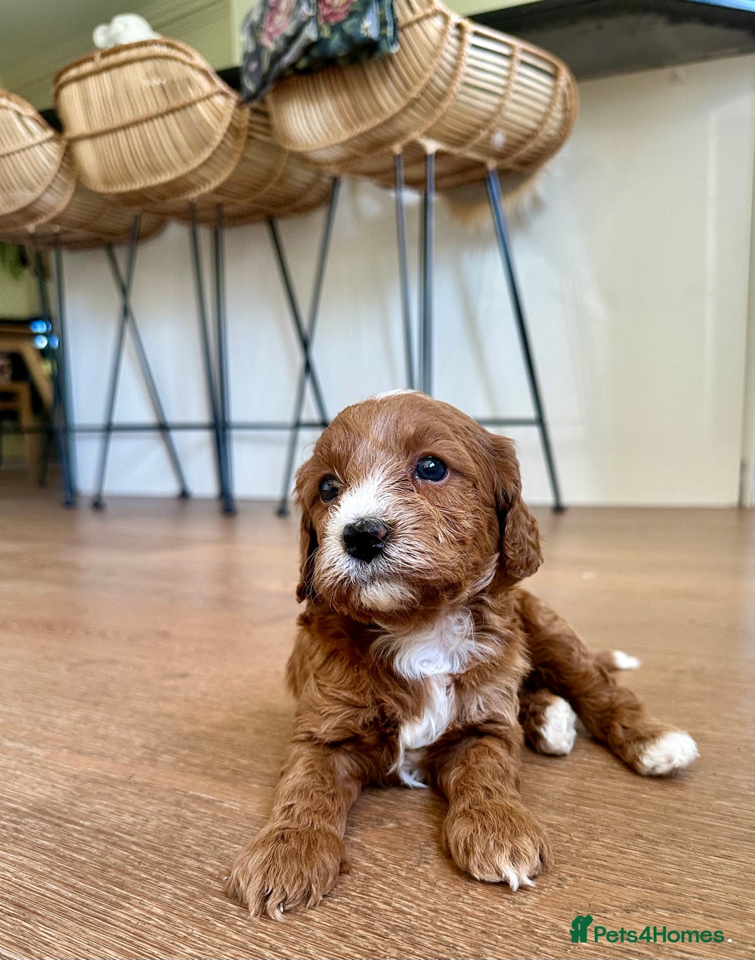 Cavapoo dogs for sale: Gorgeous Cavapoo puppies from family home  - Image 2