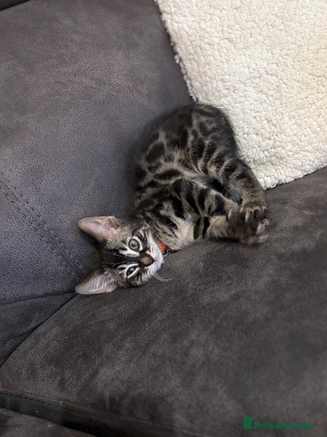 Bengal cats for sale: Half bengal boy kitten 16 weeks old  - Image 7