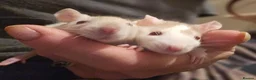 Rat rodents for sale: Pet rats in Leigh-on-Sea - Advert 5