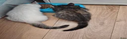 Mixed Breed cats for sale: Blue eyed ragdoll mix kittens - Advert 5